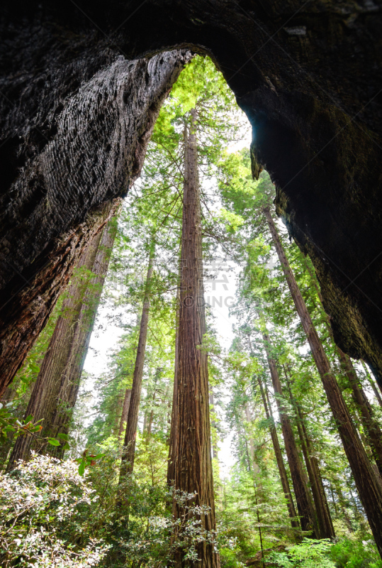 德劳特卡斯特州立公园,国际生物圈保护区,原生林,红杉,北加利福尼亚州,垂直画幅,无人,户外,树林,植物