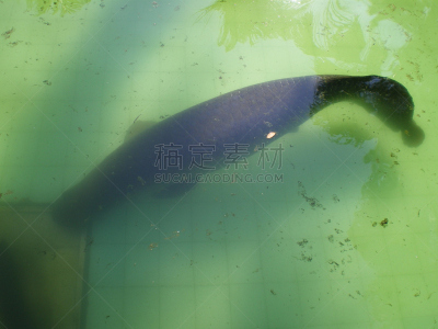 自然,水,水平画幅,无人,2015年,鱼类,龙鱼,巨骨舌鱼,摄影