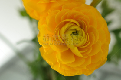 黄色,棉花,佩塔提克瓦,自然,水平画幅,绿色,无人,毛莨科,仅一朵花,毛莨属植物