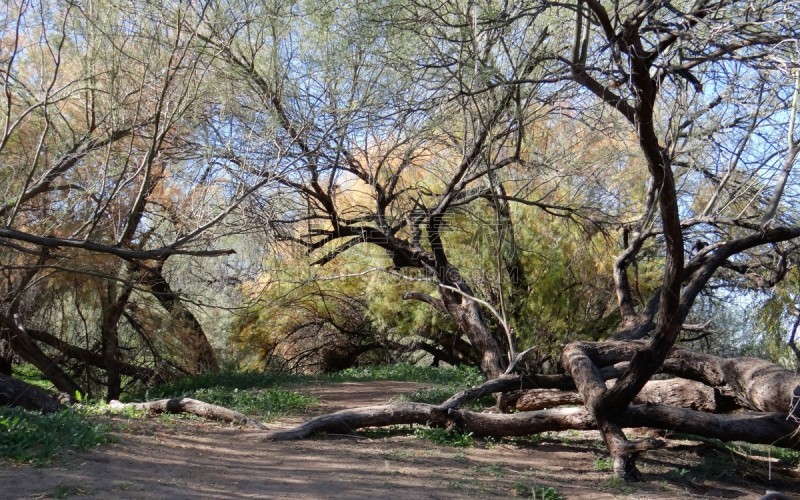 tonto national forest,仙人掌,湖,盐河,沙漠,河流,岩石,户外,沙漠绿洲,自然