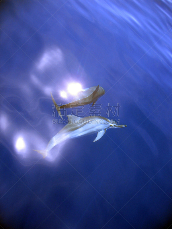 海豚,垂直画幅,小笠原群岛,无人,2015年,日本,大西洋白脊豚,观看鲸鱼,摄影