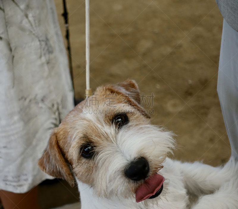 狗,杰克拉瑟短腿犬,狗链,动物保护,训服,可爱的,纯种犬,梗犬,宠物项圈,浪漫