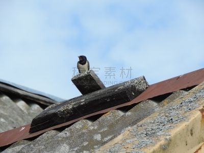 鸟类,白鹡鸰,家燕,自然,水平画幅,小的,无人,春夏系列,北美歌雀,爱沙尼亚