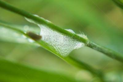 草,动物,唾液,吹沫虫,蝉,俄亥俄州,刀刃草,水平画幅,无人,湿
