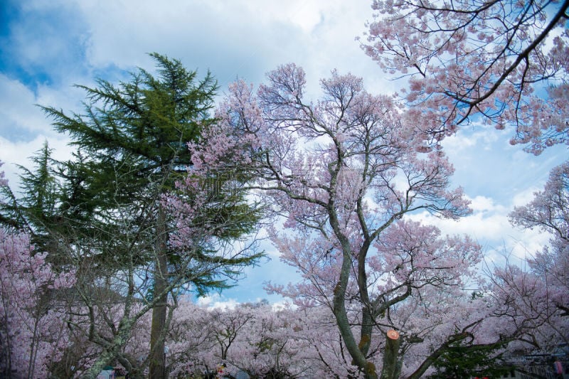 亚洲樱桃树,留白,里山,水平画幅,樱花,长野县,无人,特写,开花时间间隔,白色