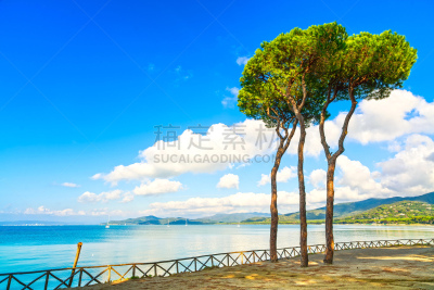 组物体,松树,托斯卡纳区,海洋,意大利,背景,海湾,近海岸牧羊犬,天空,美