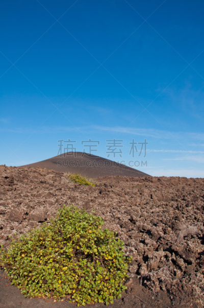 兰萨罗特岛,火山地形,垂直画幅,无人,干花,大西洋群岛,户外,加那利群岛