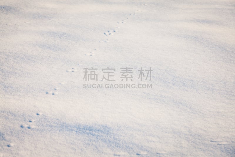 脚印,雪,臀部,动物留下的痕迹,自然,留白,式样,寒冷,水平画幅,地形