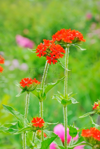 美洲石竹,垂直画幅,美,枝繁叶茂,无人,夏天,户外,草,田地,植物