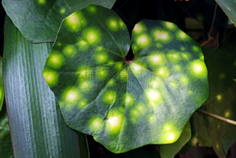 植物,美洲豹,自然,动物皮,美国,水平画幅,斑点,动物身体部位,幽默,奇异的