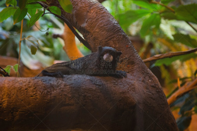 红疣猴,桑吉巴尔,坦桑尼亚,bay colobus monkey,水平画幅,无人,野生动物保护区,俄罗斯,摄影