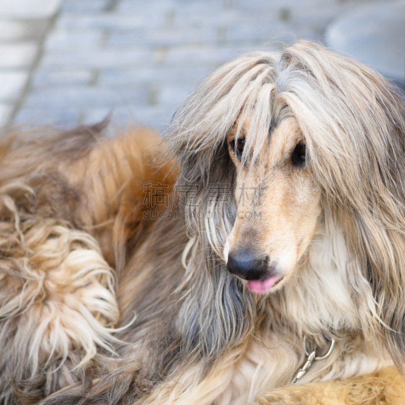 阿富汗猎犬,美,褐色,纯种犬,可爱的,方形画幅,长发,哺乳纲,彩色图片,米色