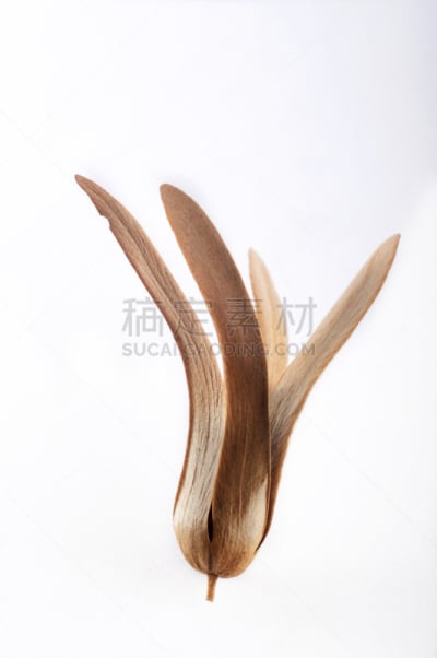 自然,垂直画幅,褐色,式样,形状,水果,干的,尤脑香科树,做,弯曲