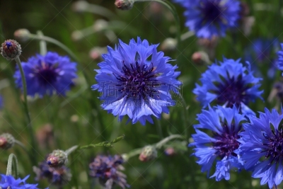 蜜蜂,矢车菊,自然,人的头部,水平画幅,蓝色,日本,动物身体部位,夏天,特写