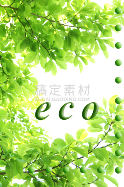ecology image of  green leaves　（magnolia leaves)