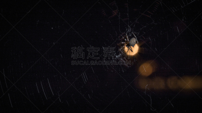蜘蛛,格里菲思公园,自然,水平画幅,蜘蛛网,夜晚,无人,散焦,摄影