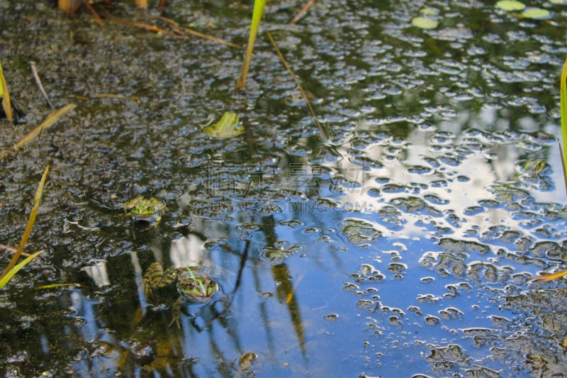 沼泽,蛙,水平画幅,湿,动物身体部位,野外动物,夏天,户外,生物学,湖