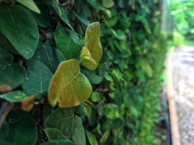 黄色,小的,爬行无花果,树苗,墙,无花果叶,户外,夏天,春天,明亮