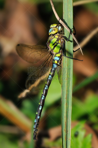 southern hawker dragonfly,雄性动物,自然,垂直画幅,蜻蜓,无人,大特写,野外动物,蜻蜓目,豆娘