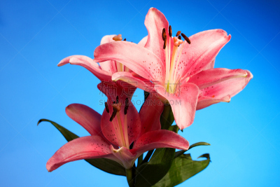 百合花,粉色,占星百合,自然,美,水平画幅,色彩鲜艳,蓝色,背景分离,特写