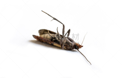 纺织品,蛾,大特写,pyralid moth,清洁工,玉米粉,备餐间,害虫,褐色,水平画幅
