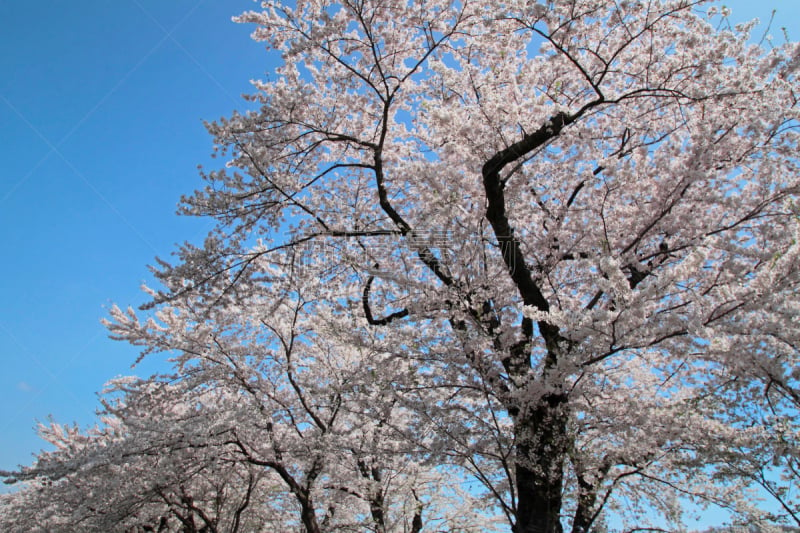 角馆,天空,樱花,蓝色,秋田县,江户时代,自然,水平画幅,樱桃,无人