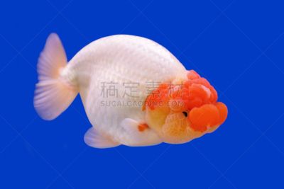 金鱼,自然美,狮子,动物头,兰寿金鱼,玻璃鱼缸,鱼缸,自然,水平画幅,无人