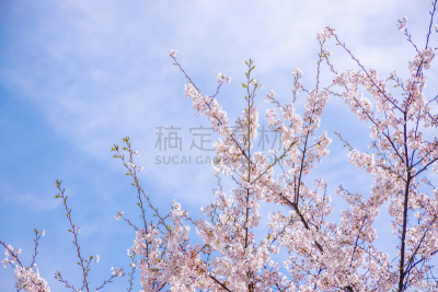 樱桃树,可爱的,无忧无虑,珊瑚色,光亮,色彩鲜艳,吉野樱花,春天,3到4个月,植物