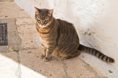 野生猫科动物,外立面,水平画幅,普利亚区,旅行者,户外,居住区,洛科罗通多,哺乳纲,猫