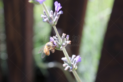 熏衣草,蜜蜂,美,芳香的,水平画幅,无人,夏天,户外,普罗旺斯,特写