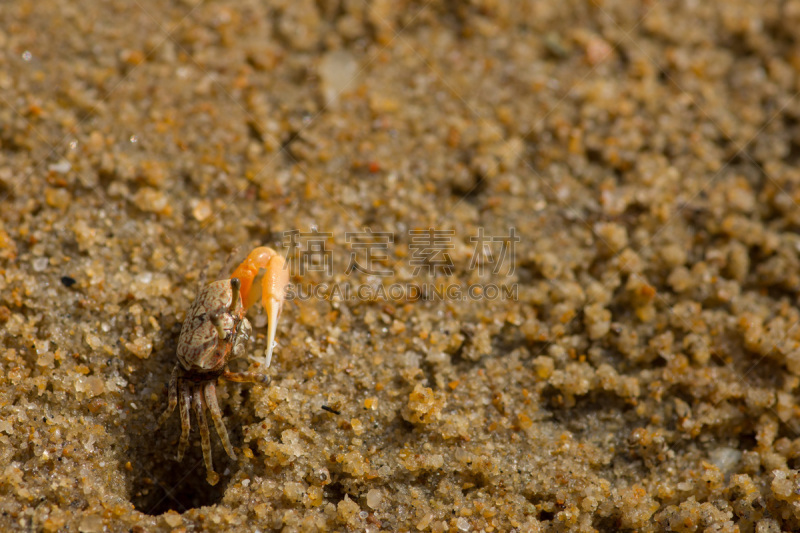 Fiddler Crab,洞,海滩,小的,秘密行动,动物的臂,螃蟹,留白,水平画幅,显现