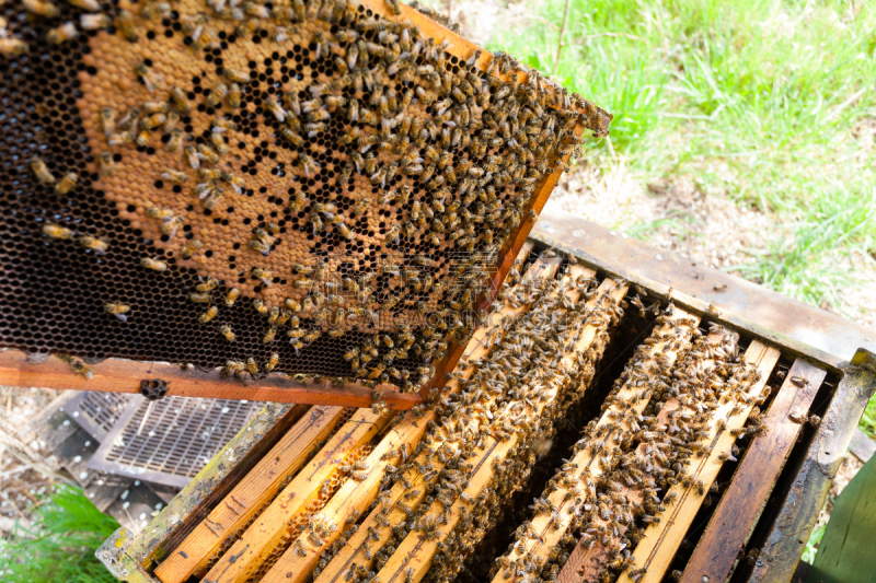 蜂箱,开着的,那波利甜点,昆虫群,beekeeper,蜂蜡,养蜂,梳子,美,水平画幅