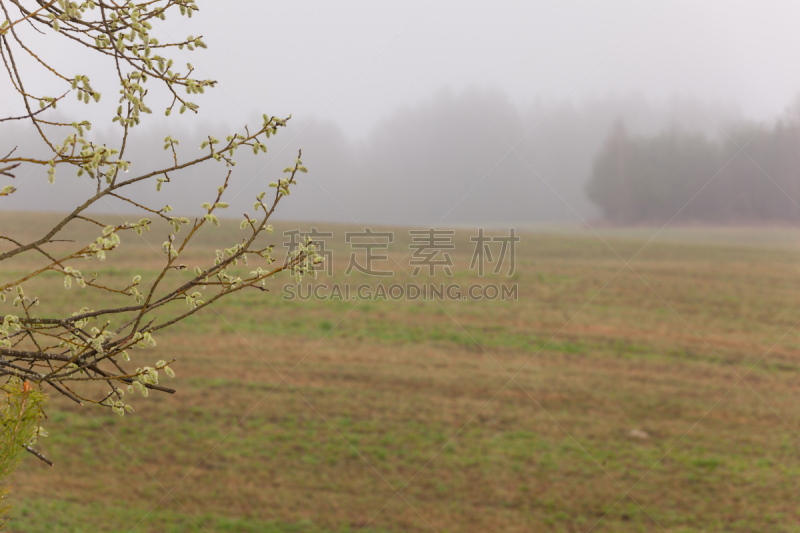 背景,斯普林费德,自然,水平画幅,地形,无人,泥土,草,俄罗斯,陆地