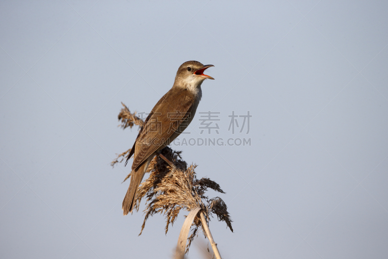 鸣鸟,芦苇,非凡的,自然,野生动物,水平画幅,无人,噪声,欧洲,鸟类