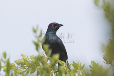 闪亮的,椋鸟,黑色,水平画幅,无人,鸟类,热带雨林,野外动物,异国情调,户外