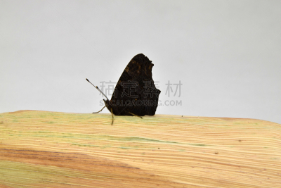 孔雀铗蝶,老玉米,蝴蝶,木卫一,小蛱蝶,自然,褐色,水平画幅,无人,符号