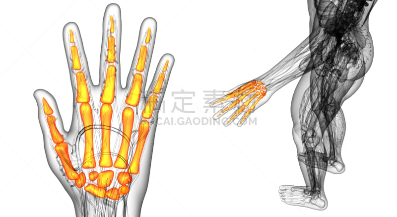 人类骨架,三维图形,手,绘画插图,趾骨,风湿病,骨质疏松症,关节炎,水平画幅,泰国