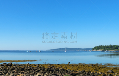 缅因州,佩诺布斯考特海湾,天空,水平画幅,无人,鸟类,夏天,户外,滨水,海草