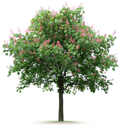 花朵,栗树,垂直画幅,红色,春天,无人,白色背景,花头,背景分离,树