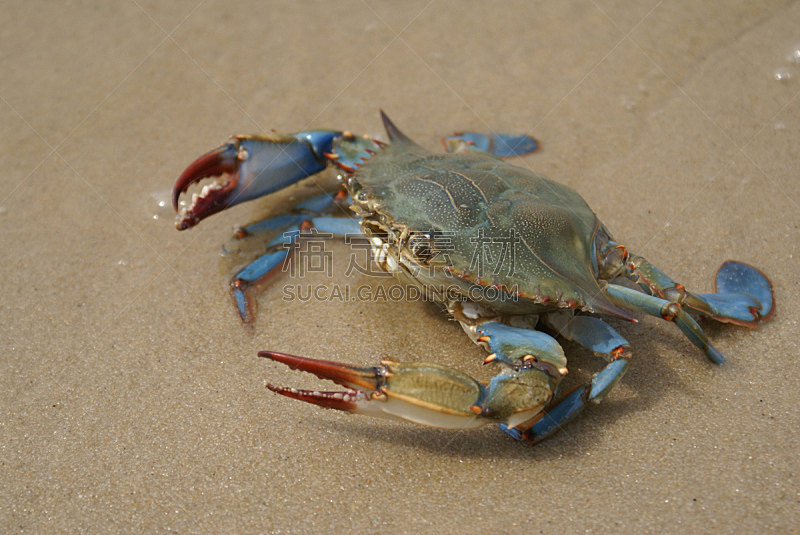 沙子,蓝蟹,海滩,切萨皮克湾,褐色,水平画幅,无人,蓝色,全身像,节肢动物