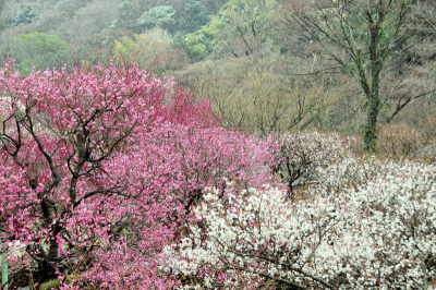 花朵,热海,伊豆半岛,李树,梅花,自然,水平画幅,无人,日本,仅一朵花