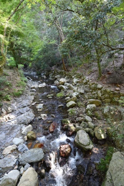公园,森林,美浓,自然,箕面市,垂直画幅,环境保护,图像,自然公园,夏天