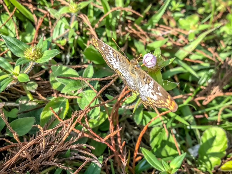 白孔雀铗蝶,沼泽,佛罗里达,褐色,水平画幅,动物身体部位,夏天,户外,特写,两翼昆虫