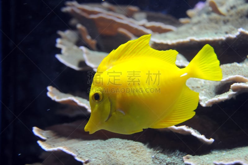 黄高鳍粗皮鲷,热带鱼,黄色,深海潜水,水平画幅,水肺潜水,水下,野外动物,海洋生命,潜水