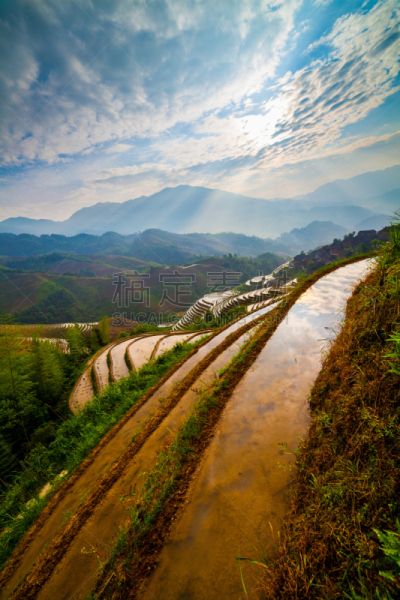 龙胜,桂林,稻田,中国,广西壮族自治区,龙脊梯田,水稻梯田,垂直画幅,高视角,户外