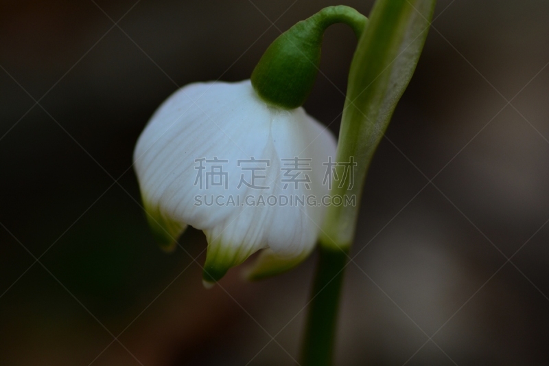 雪花莲,清新,景观设计,自然美,春天,植物,户外,意大利,柔和,白色