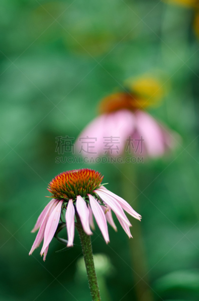金花菊,夏天,园林,紫色,海胆亚目,非洲雏菊,顺势医学,垂直画幅,美,留白