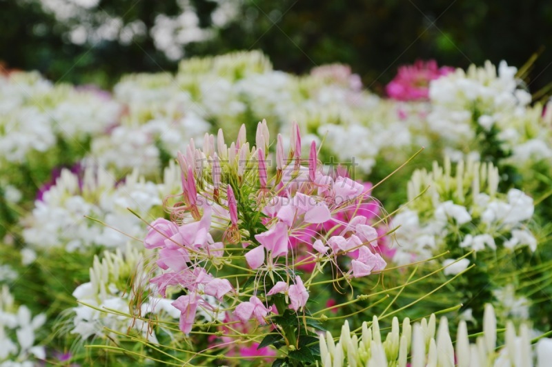 醉蝶花,热带的花,二年生植物,花冠,美,芳香的,水平画幅,无人,户外,草