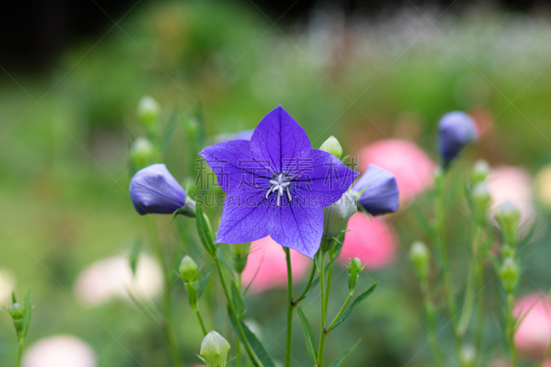 桔梗花,特写,紫色,风铃草属,自然,六月,水平画幅,星和园,无人,园艺