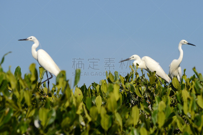 红树林,大白鹭,热带气候,野生动物,环境,白鹭,鹳,脖子,牛白鹭,池塘